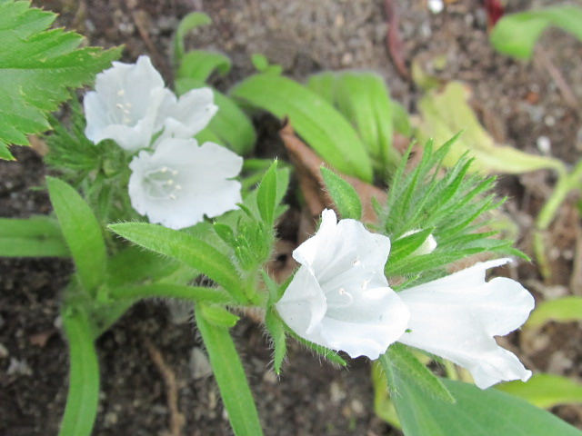 Vip&eacute;rine, Vip&eacute;rine faux&#8211;plantain, Echium plantagineum 'White Bedder'