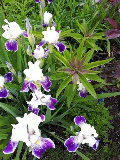 Iris d&rsquo;Allemagne, Iris barbu, Iris germanica 'Mrs Andrist'