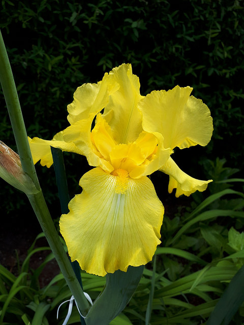 Iris d&rsquo;Allemagne, Iris barbu, Iris germanica 'New Moon'