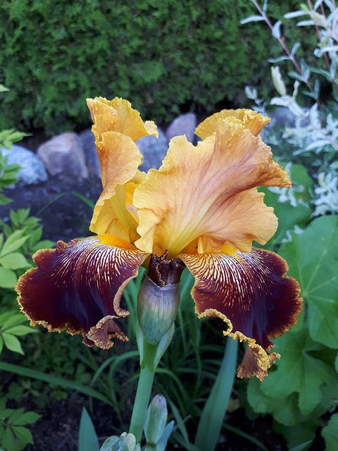 Iris d'Allemagne, Iris barbu Iris germanica Michigan Pride