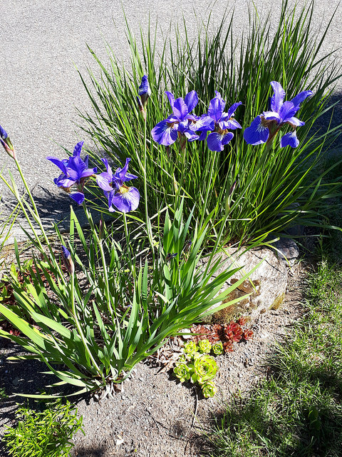 Clajeux, Iris versicolor 
