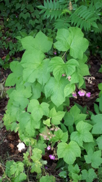 Ronce, Ronce odorante, Rubus odoratus 