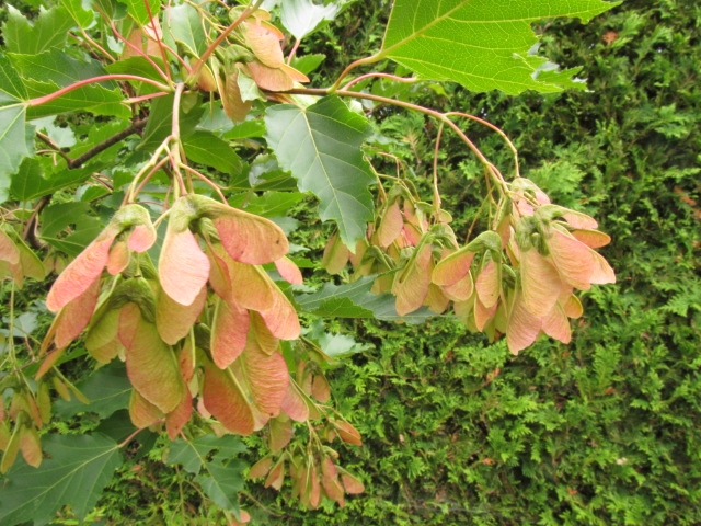 Érable Érable de l'Amur Acer ginnala 