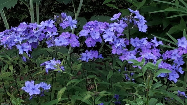 Phlox panicul&eacute;, phlox des jardins, Phlox paniculata 'Blue Paradise'