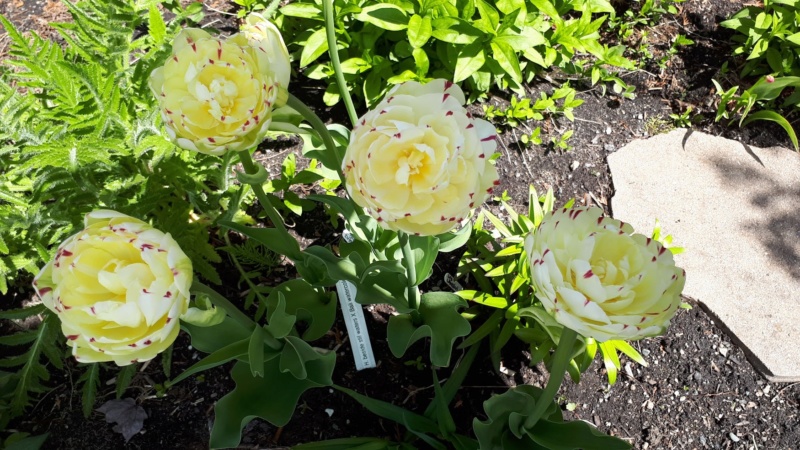 Tulipe, tulipes, Tulipa 'Danceline'