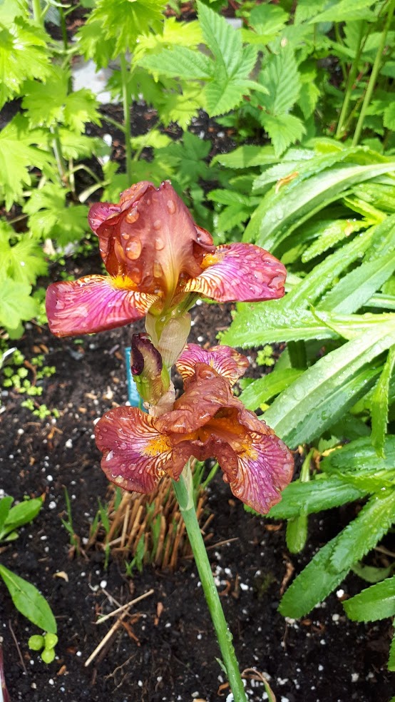 Iris d&rsquo;Allemagne, Iris barbu, Iris germanica 'Hot News'
