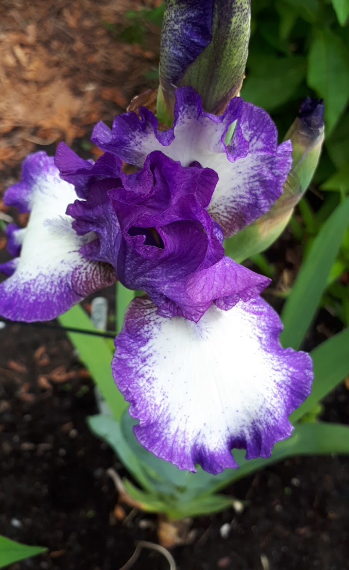 Iris d'Allemagne, Iris barbu Iris germanica Cee Jay