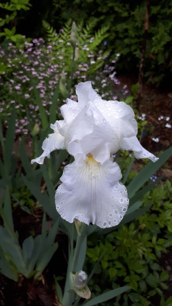 Iris d'Allemagne, Iris barbu Iris germanica Immortality