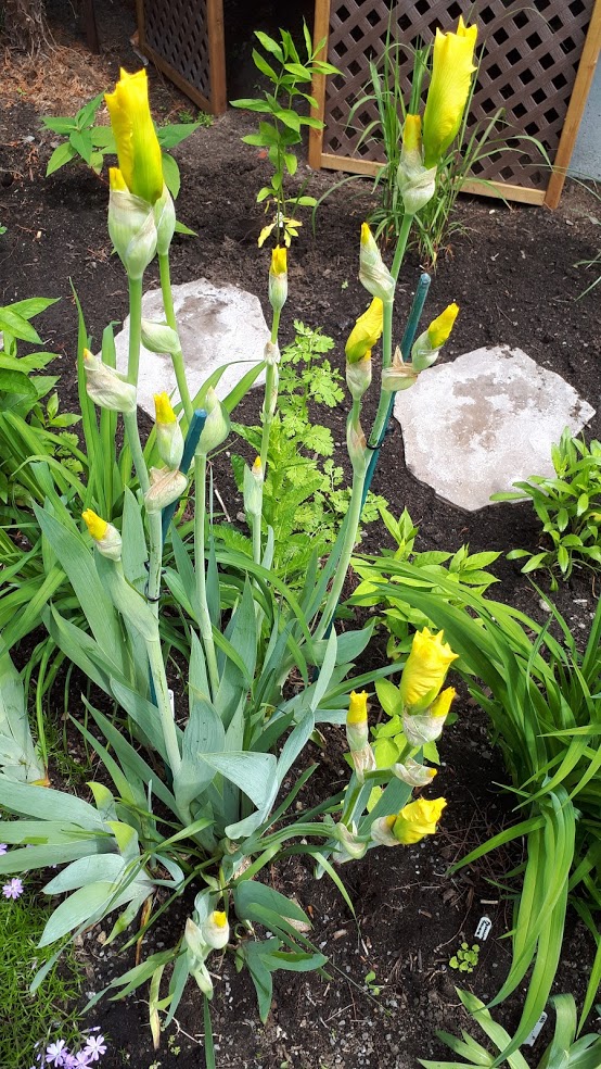 Iris d&rsquo;Allemagne, Iris barbu, Iris germanica 'New Moon'