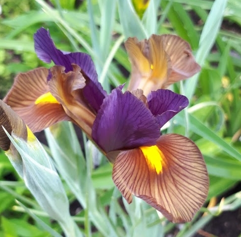 Iris de Hollande, Iris ×hollandica 'Eye of the Tiger'