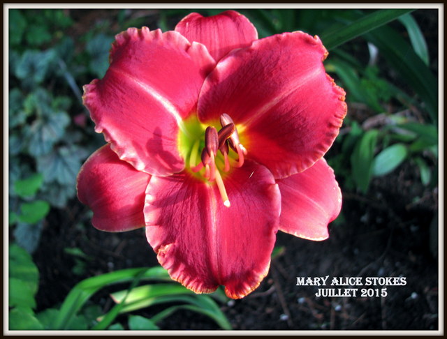 H&eacute;m&eacute;rocalle, Hemerocallis ×hybrida 'Mary Alice Stokes'