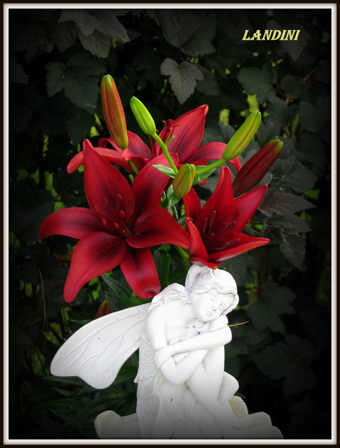 Lys, Oriental x Trumpet, Lilium ×orienpet 'Landini'