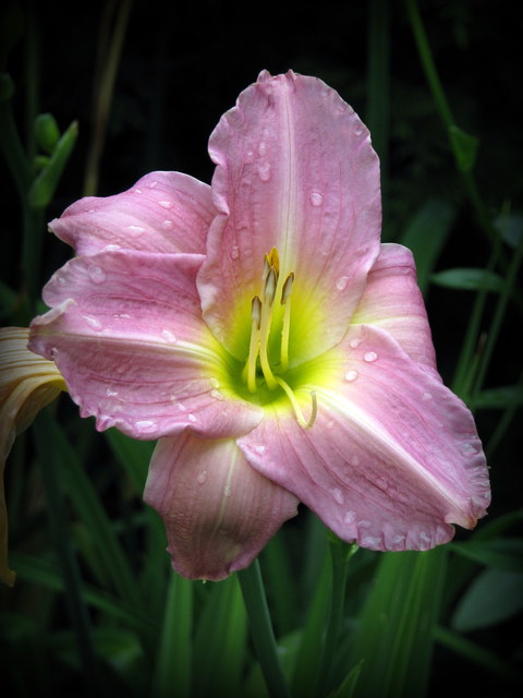 H&eacute;m&eacute;rocalle, Hemerocallis ×hybrida 'Pastel Pink'
