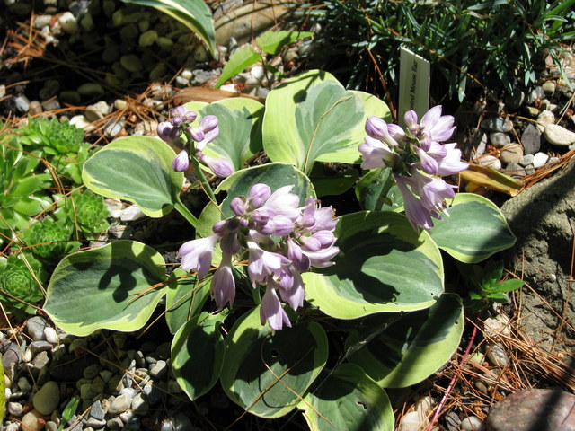 Hosta ×hybrida 'Frosted Mouse Ears'