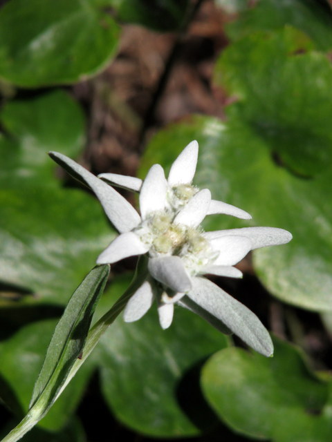 Edelweiss, Leontopodium alpinum, Leontopodium nivale 