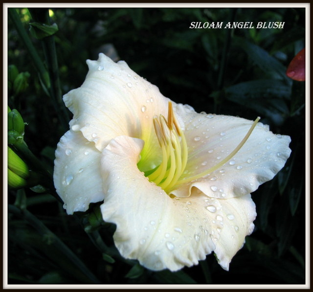 H&eacute;m&eacute;rocalle, Hemerocallis ×hybrida 'Siloam angel blush'