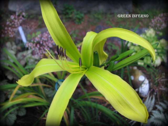H&eacute;m&eacute;rocalle, Hemerocallis ×hybrida 'Green Inferno'