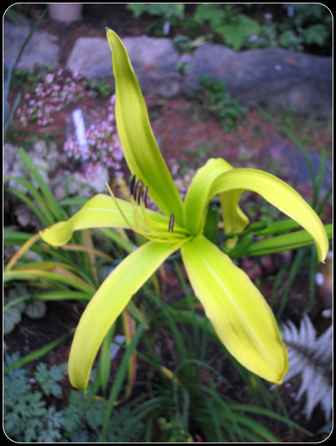 Hémérocalle Hemerocallis ×hybrida Green Inferno