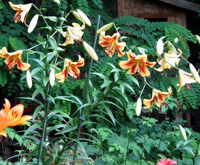 Lys, Oriental x Trumpet, Lilium ×orienpet 'American West'