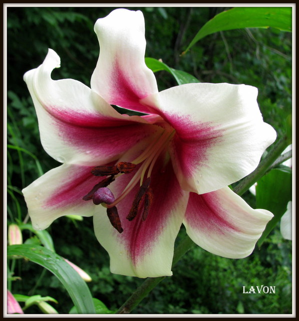 Lys, Oriental x Trumpet, Lilium ×orienpet 'Lavon'