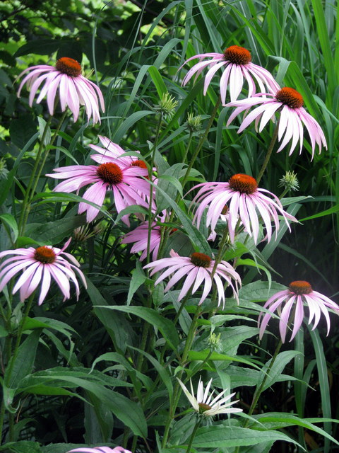 &#201;chinac&eacute;es, &#201;chinac&eacute;e pourpre, rudbeckie pourpre, Echinacea purpurea 'Magnus'
