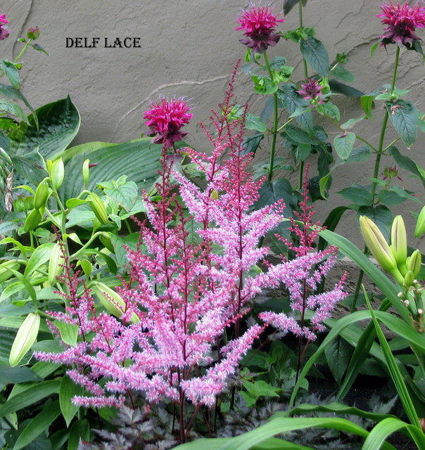 Astilbe japonica 'Delf lace'