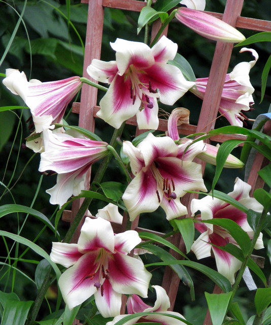 Lys, Oriental x Trumpet, Lilium ×orienpet 'Lavon'