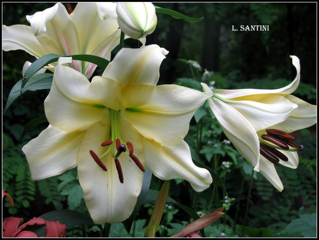 Lys, Oriental x Trumpet, Lilium orienpet 'Santini'