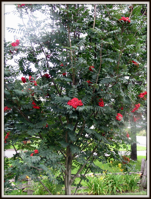 Sorbier Sorbier des oiseaux Sorbus aucuparia Cardinal Royal