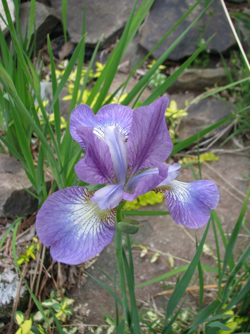 Iris de Sib&eacute;rie, Iris sibirica 'Ewen'