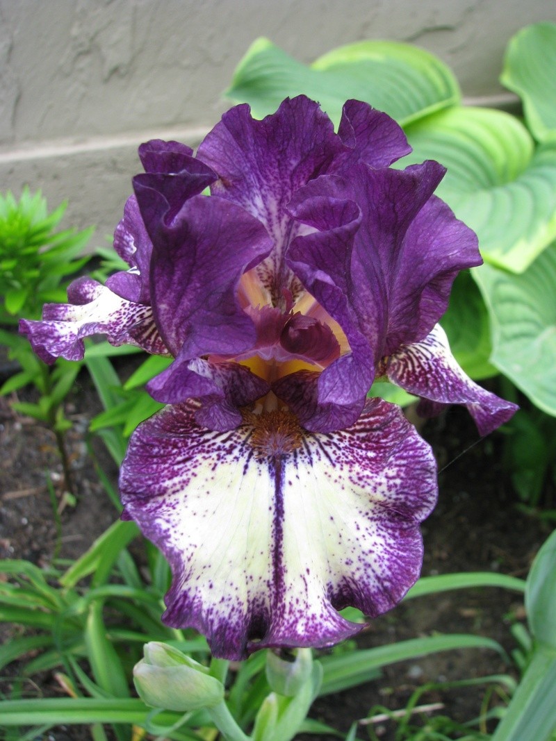 Iris d&rsquo;Allemagne, Iris barbu, Iris germanica 'Spiked'