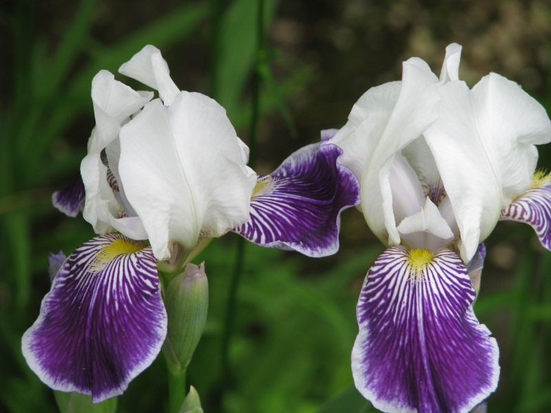 Iris d&rsquo;Allemagne, Iris barbu, Iris germanica 'Mrs Andrist ?'
