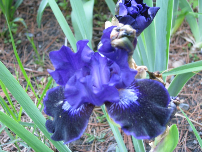Iris d&rsquo;Allemagne, Iris barbu, Iris germanica 'Star in the Night'