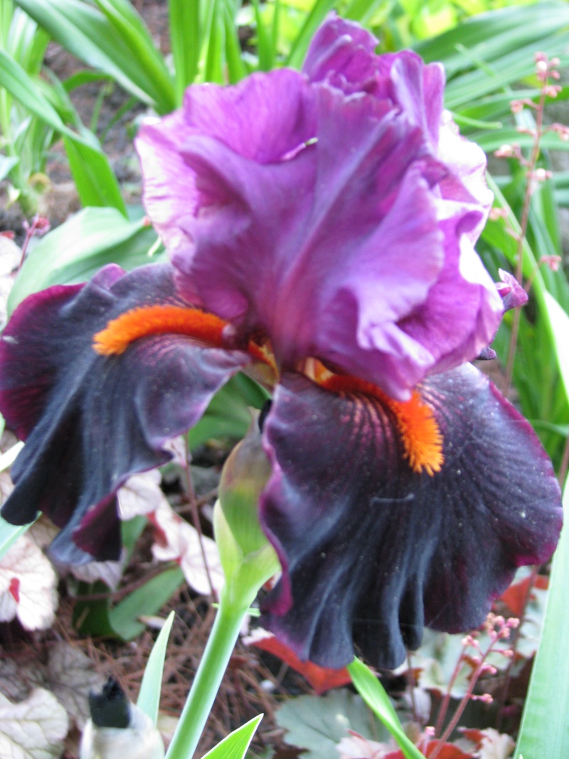 Iris d'Allemagne, Iris barbu Iris germanica Fiery Temper