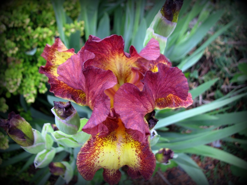 Iris d&rsquo;Allemagne, Iris barbu, Iris germanica 'Red Hot Chili'