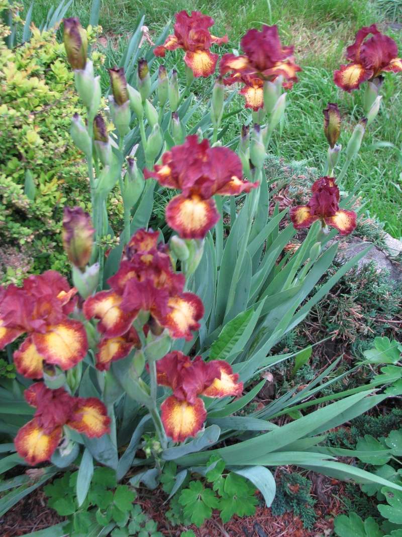 Iris d'Allemagne, Iris barbu Iris germanica Red Hot Chili