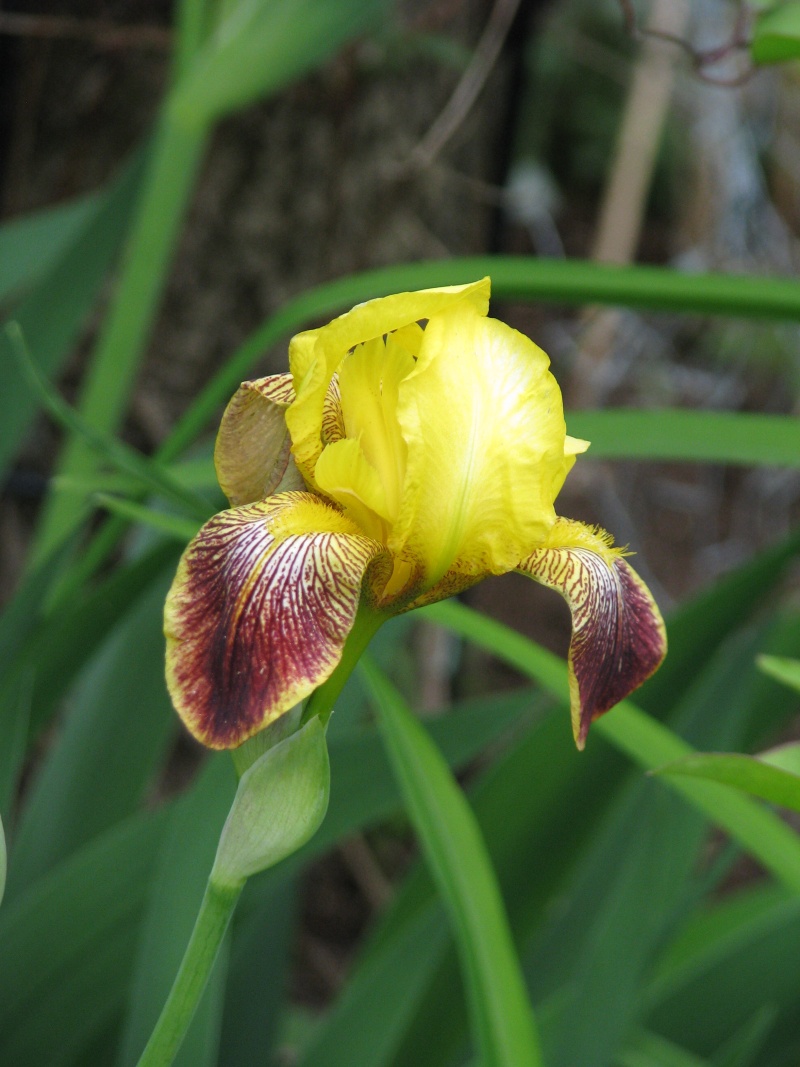 Iris d'Allemagne, Iris barbu Iris germanica Honorabile