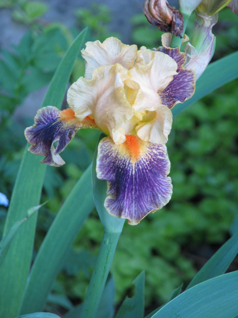 Iris d&rsquo;Allemagne, Iris barbu, Iris germanica 'Delirium'