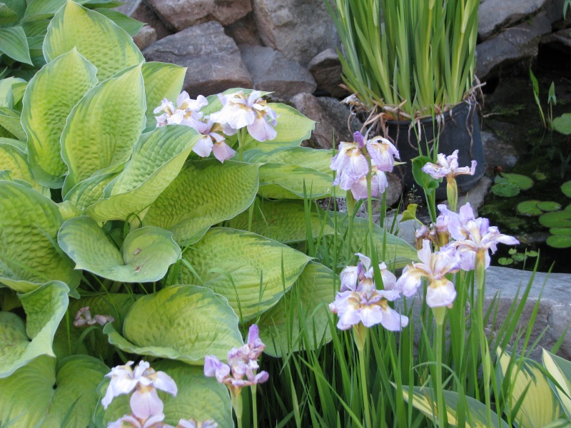 Iris de Sib&eacute;rie, Iris sibirica 'Rikugi Sakura'