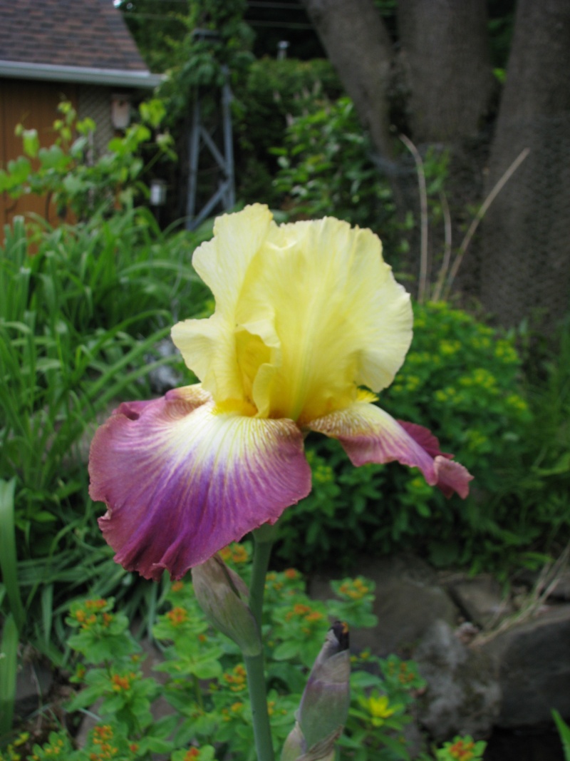 Iris d&rsquo;Allemagne, Iris barbu, Iris germanica 'Lightshine'