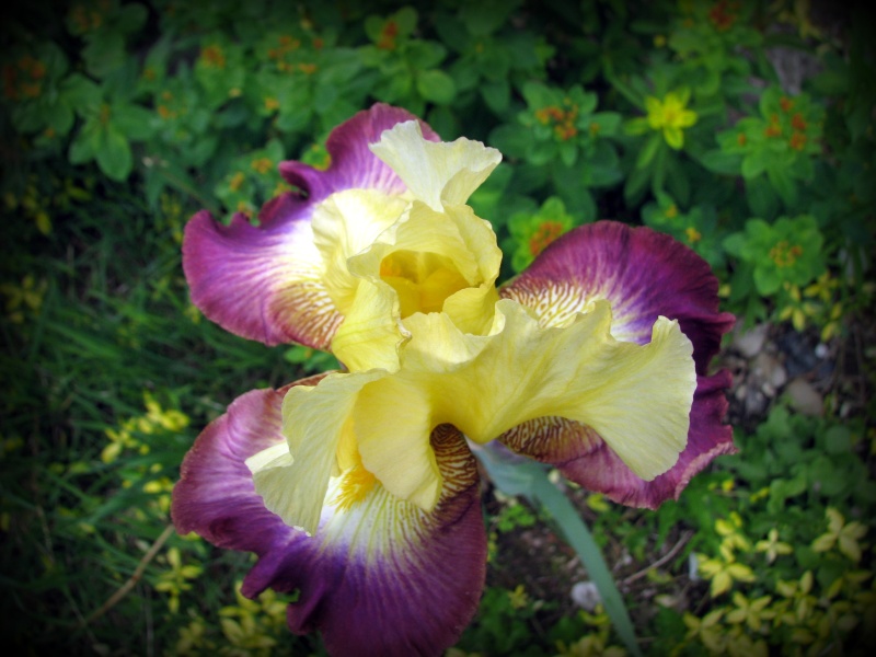 Iris d'Allemagne, Iris barbu Iris germanica Lightshine