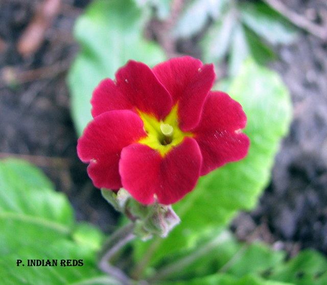 Primev&egrave;re, primulas, Primev&egrave;re polyanthus, polyantha, Primula ×polyantha 'Indian Reds'