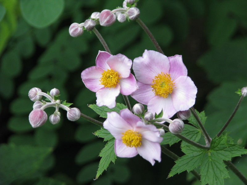 An&eacute;mone, Anemone hybride 'Robustissima'