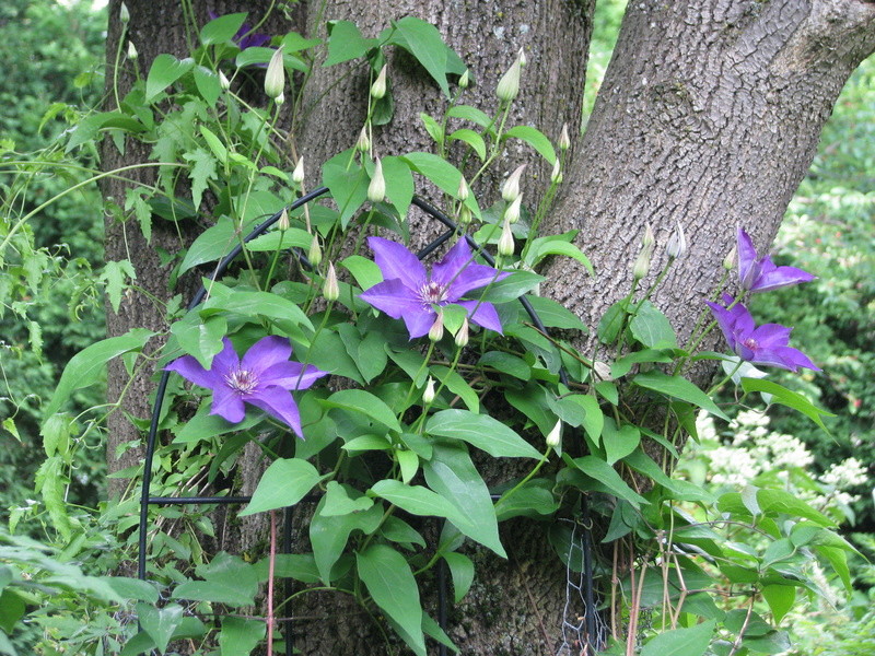 Cl&eacute;matite, Clematis 'The President'