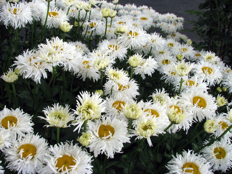Marguerite, Marguerite, Leucanthemum ×superbum 'Crasy Daisy'