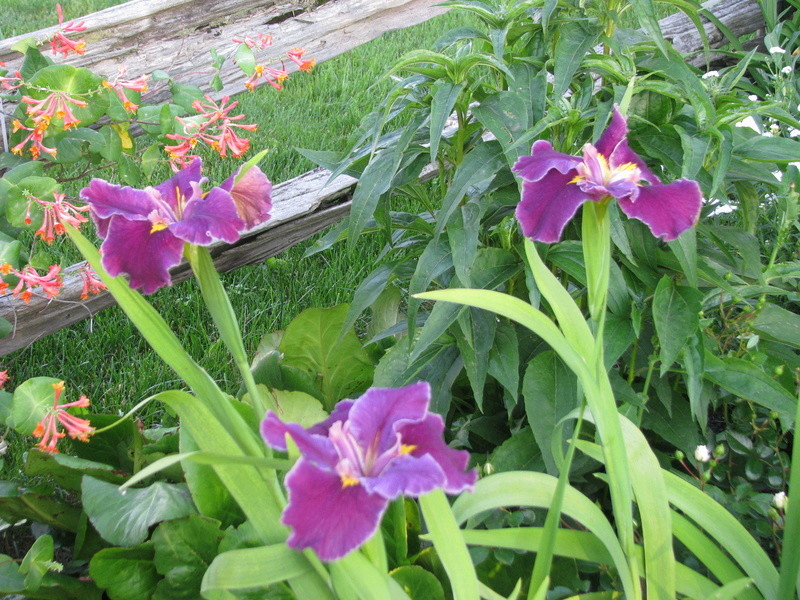 Iris de Louisiane, Iris louisiana 'Fondly'