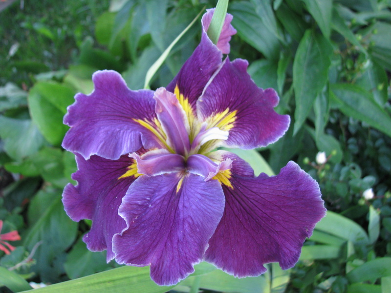 Iris de Louisiane Iris louisiana Fondly