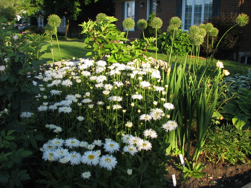 Marguerite Marguerite Leucanthemum ×superbum Crasy Daisy