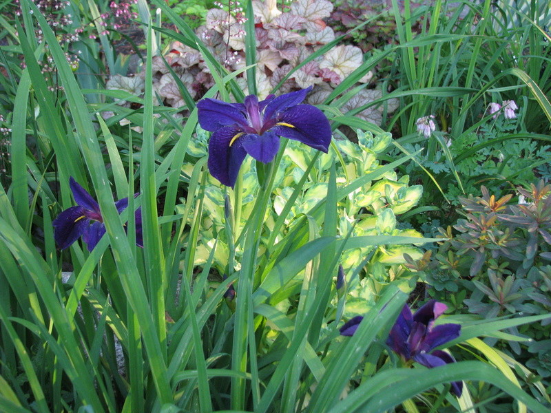 Iris de Louisiane Iris louisiana Black Gamecock