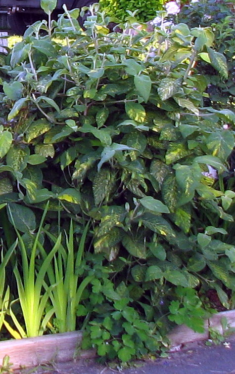 Viorne Viorne commune, Viorne lantane Viburnum lantana variegatum